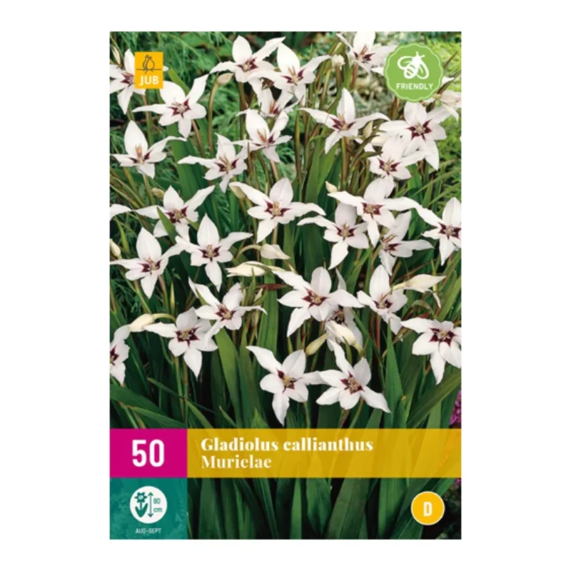 Abessinische Gladiole (XXL-Tasche 50 Stück)