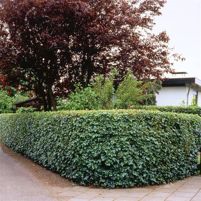 Ahornhecke - Image 4