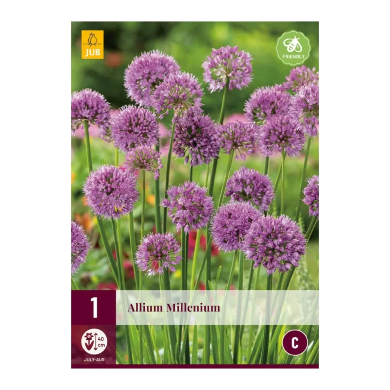 Allium Millenium (Tasche 1 Stück)