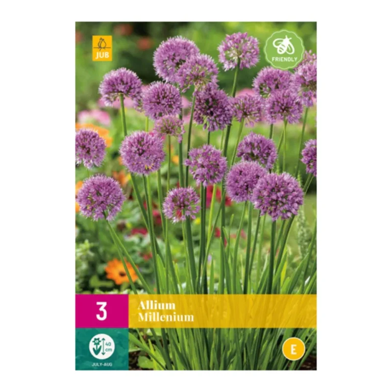 Allium Millenium (XXL-Tasche 3 Stück)