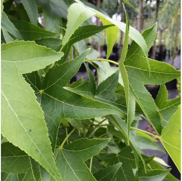 Amberbaum - Image 3