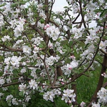 Apfelbaum 'Benoni' Halbstamm - Image 3