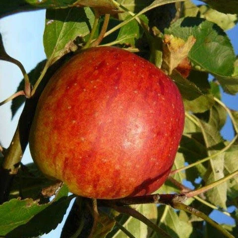 Apfelbaum 'Benoni' Halbstamm - Image 4