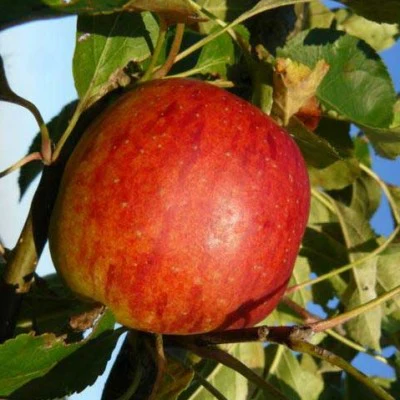 Apfelbaum 'Benoni' Hochstamm (selbstbefruchtend) - Image 2