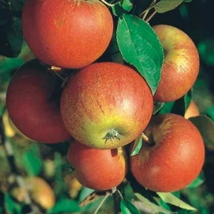 Apfelbaum 'Cox's Orange Pippin' Halbstamm - Image 4