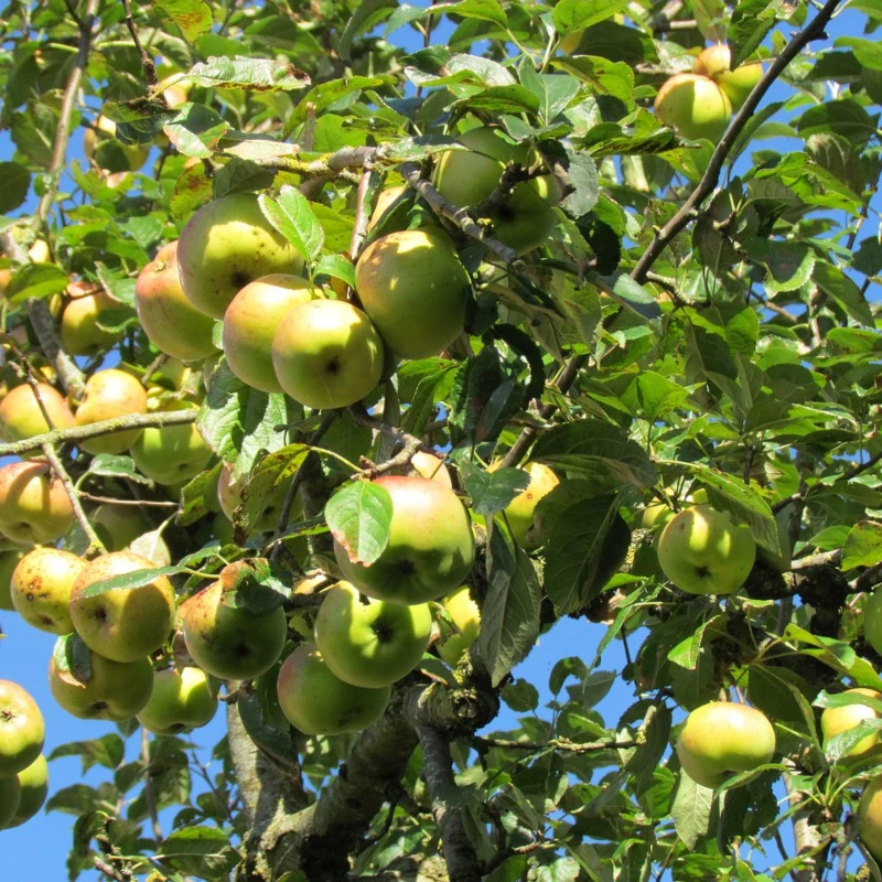Apfelbaum 'Elstar' Halbstamm - Image 2