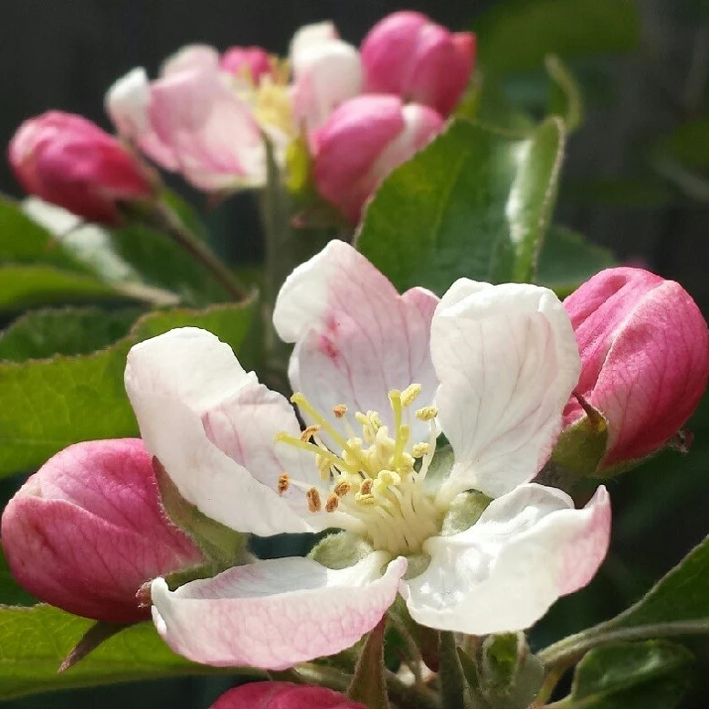Apfelbaum 'Elstar' Halbstamm - Image 3