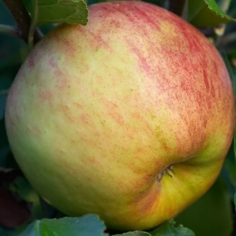 Apfelbaum 'Elstar' Halbstamm - Image 4