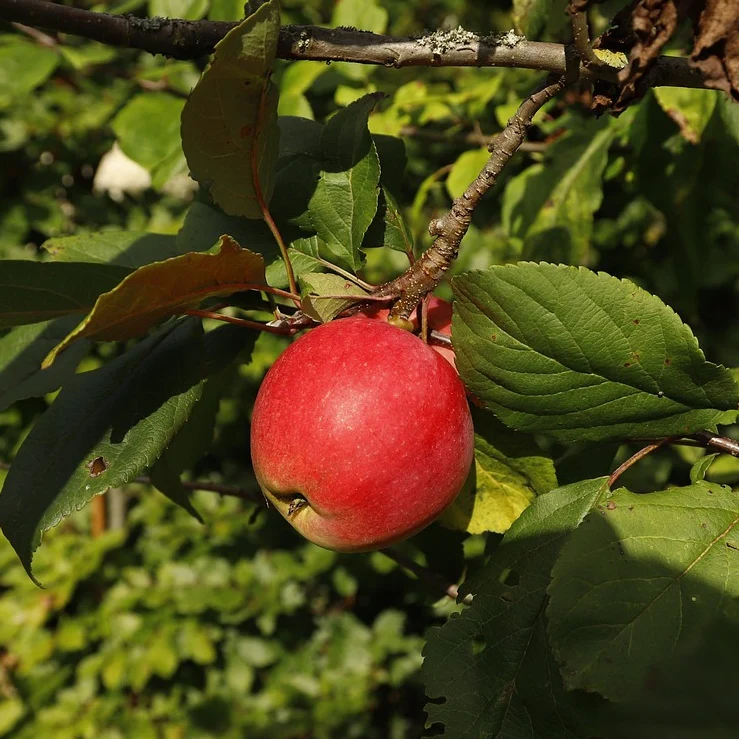 Apfelbaum 'Elstar' Niederstamm (selbstbefruchtend) - Image 4
