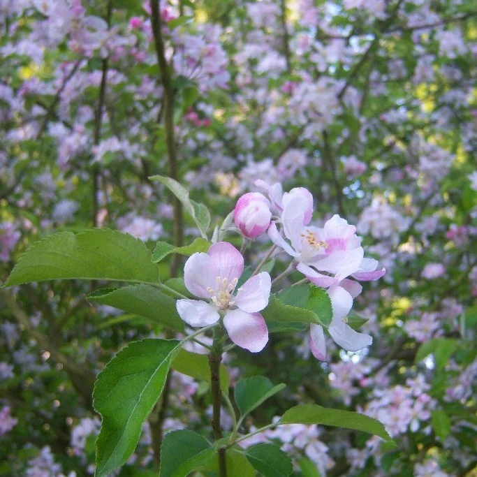 Apfelbaum 'Golden Delicious' Halbstamm - Image 3