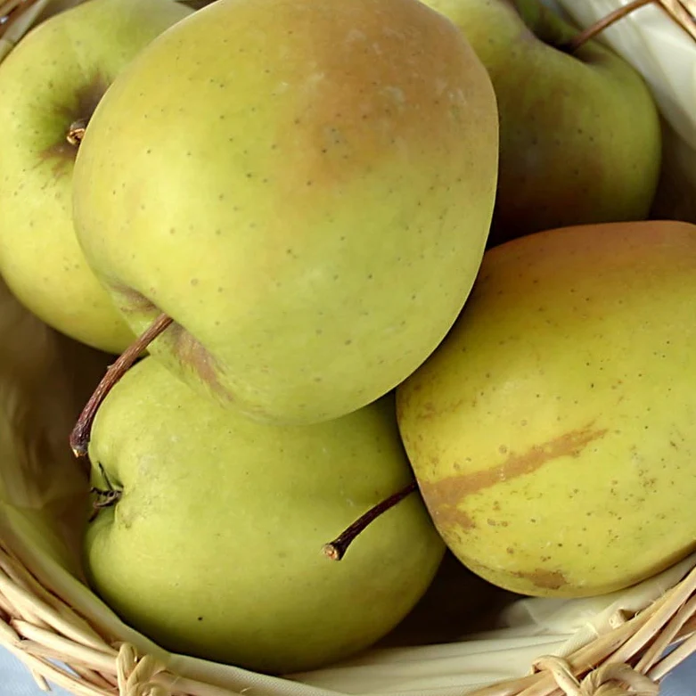 Apfelbaum 'Golden Delicious' Halbstamm - Image 5