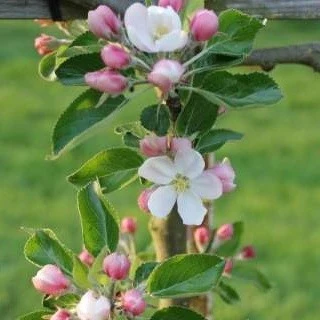 Apfelbaum 'James Grieve' Halbstamm - Image 3