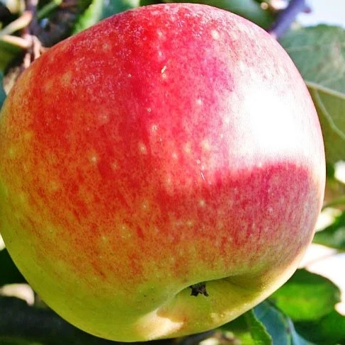 Apfelbaum 'James Grieve' Halbstamm - Image 5