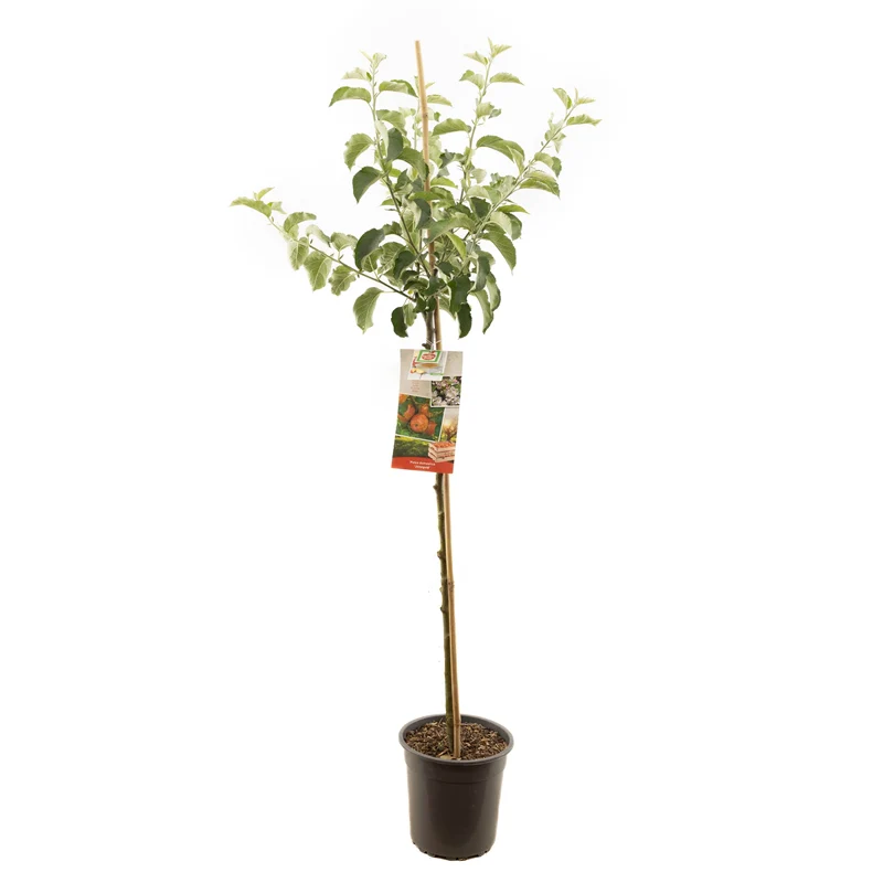 Vorschaubild 1