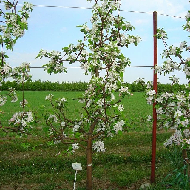 Apfelbaum 'Jonagold' Hochstamm (selbstbefruchtend) - Image 3