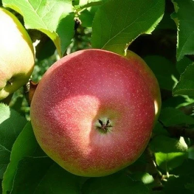 Apfelbaum 'Jonagold' Hochstamm (selbstbefruchtend) - Image 4