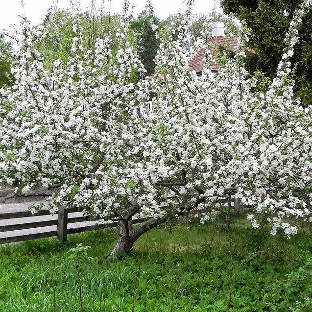 Apfelbaum 'Schöner aus Boskoop' Halbstamm - Image 3