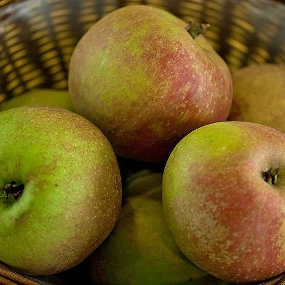 Apfelbaum 'Schöner aus Boskoop' Halbstamm - Image 4