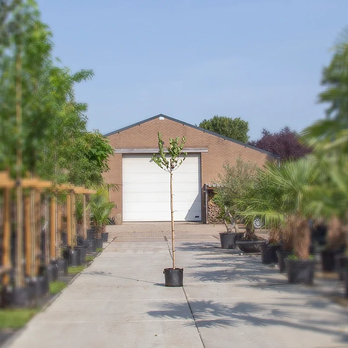 Apfelbeere baum