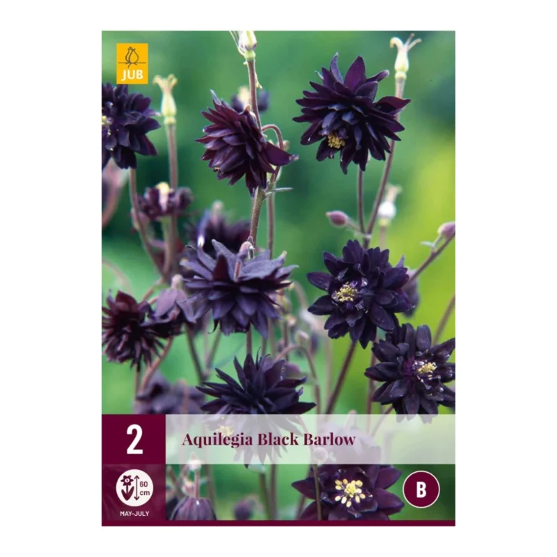Aquilegia Black Barlow (Tasche 2 Stück)
