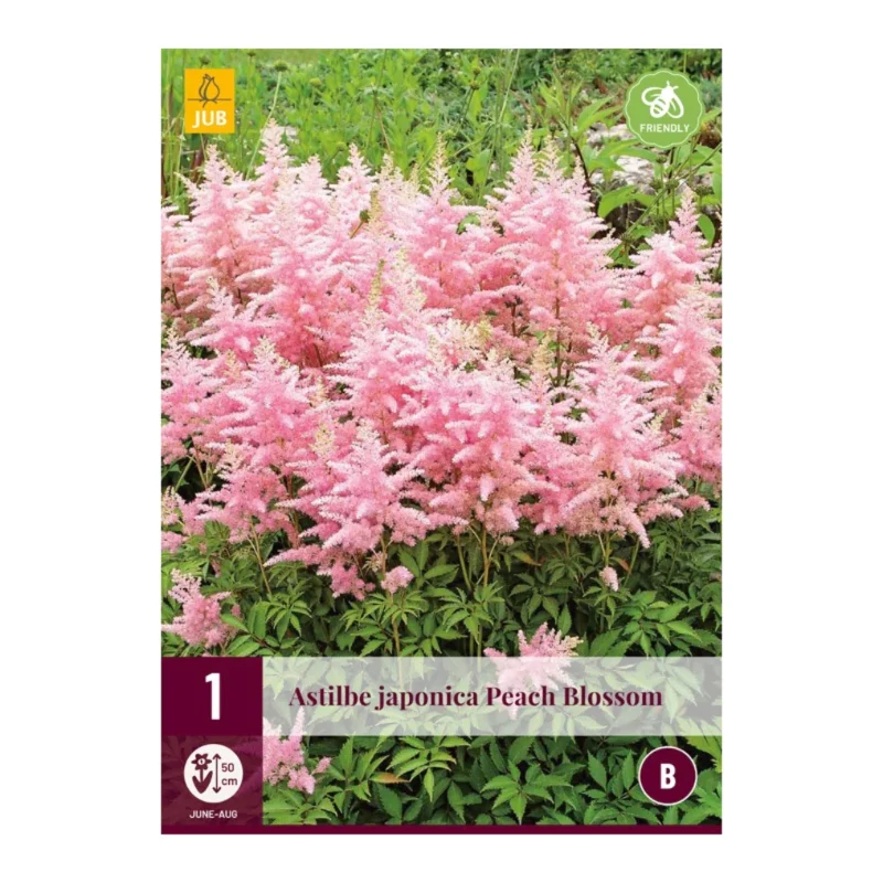 Astilbe Japonica Peach Blossom (Tasche 1 Stück)