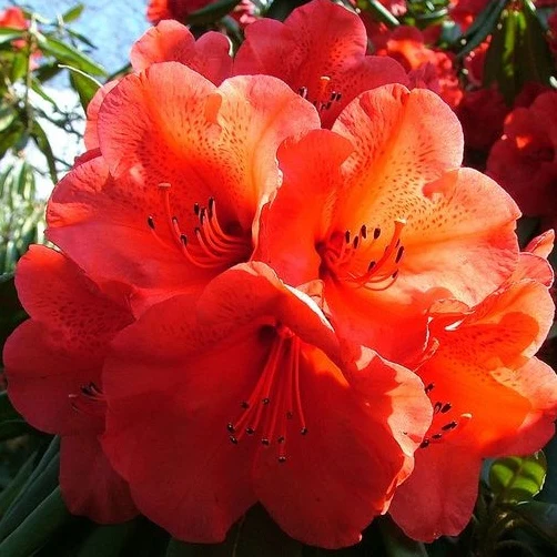 Azalee orange - Image 2