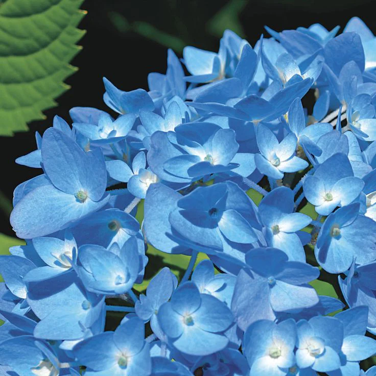 Bauernhortensie blau - Image 3