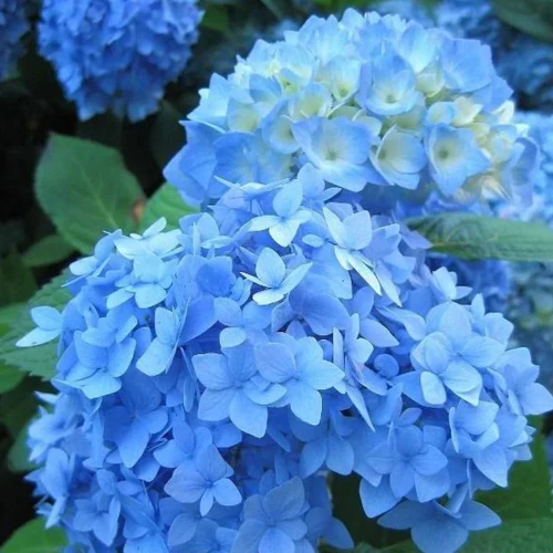 Bauernhortensie blau - Image 4