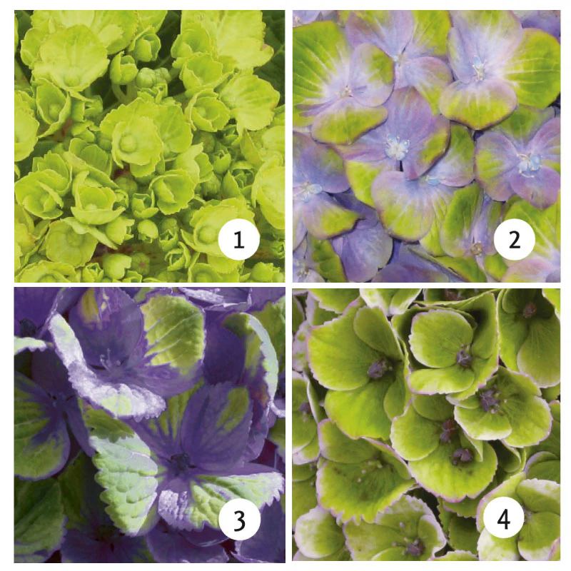 Bauernhortensie 'Magical Amethyst' - Image 3
