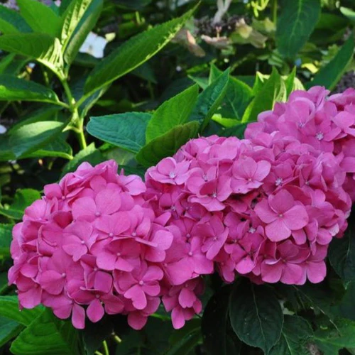Bauernhortensie rosa - Image 3