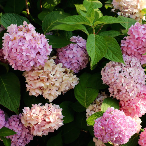 Bauernhortensie rosa - Image 4