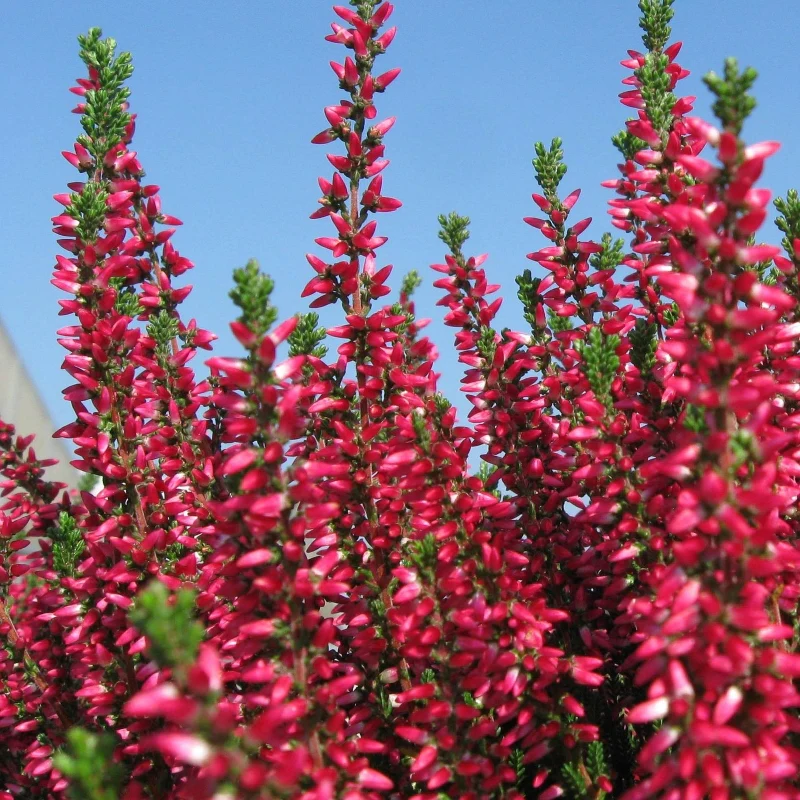 Besenheide rot - Image 4