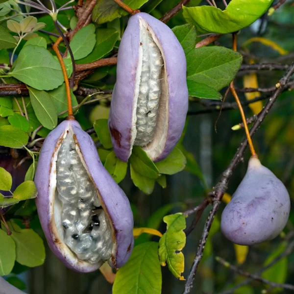 Blaugurkenwein - Image 3