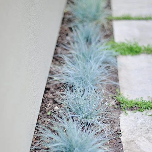 Blauschwingel - Image 2