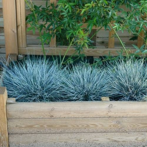 Blauschwingel - Image 3