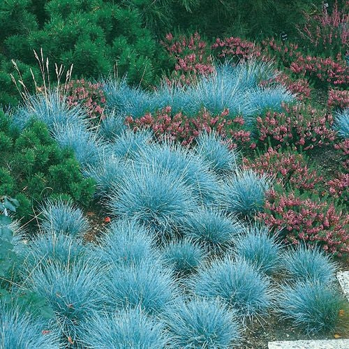 Blauschwingel - Image 4