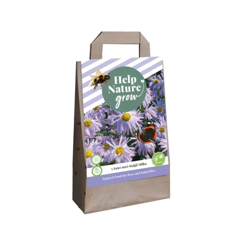 Blumenzwiebeltasche Aster Novi Belgii Milka (Für 1 m2)