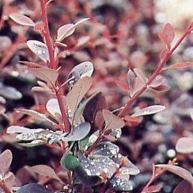 Blutberberitze - Image 3