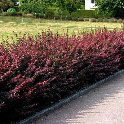 Blutberberitze - Image 4