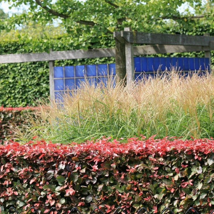 Blutbuchenhecke - Image 3