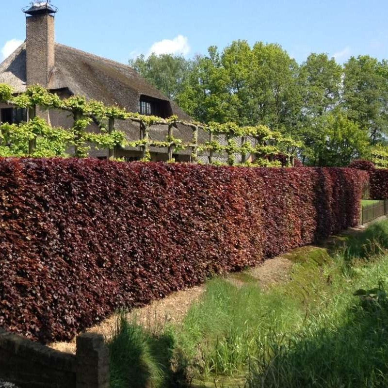 Blutbuchenhecke - Image 4
