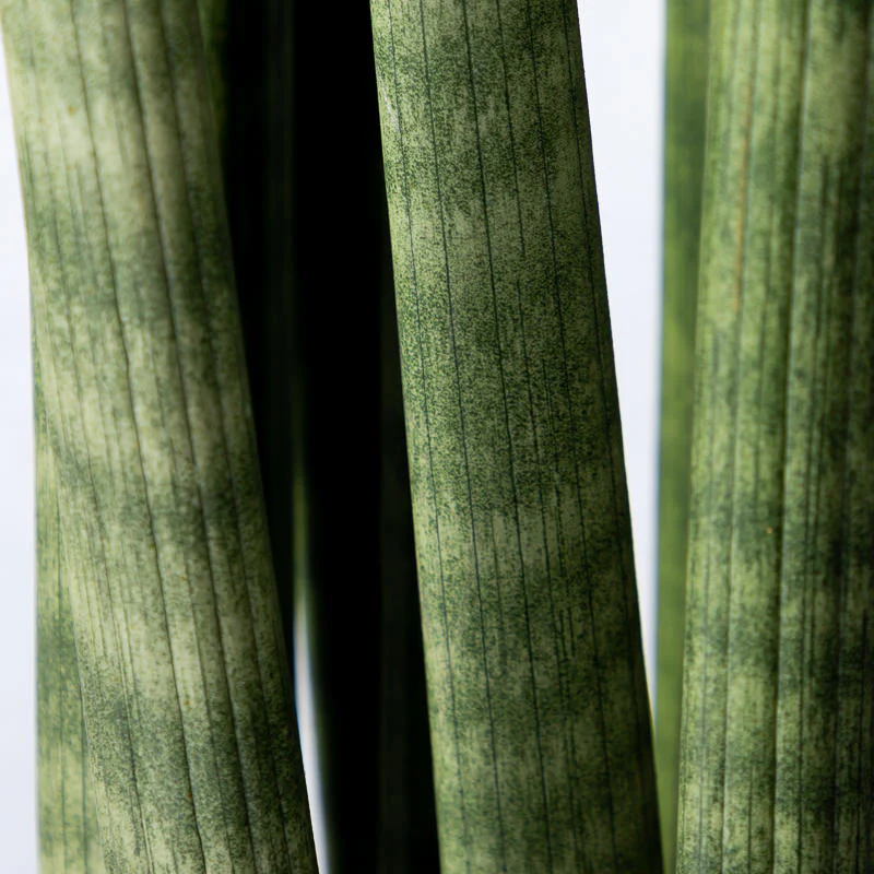 Bogenhanf 'Cylindrica' - Image 2