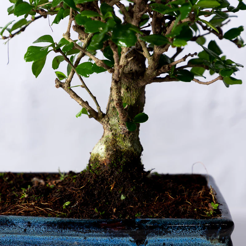 Bonsai 'Carmona' Kugelform - Image 2