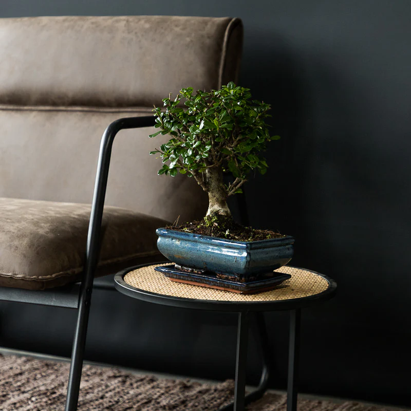 Bonsai 'Carmona' Kugelform - Image 3