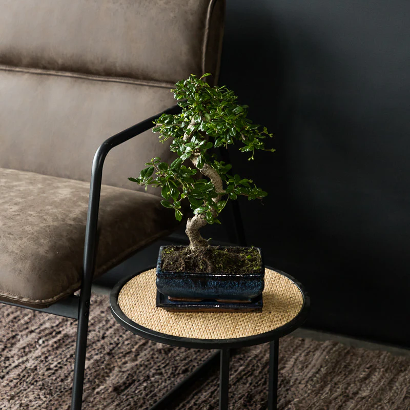Bonsai 'Carmona' S-Form - Image 3
