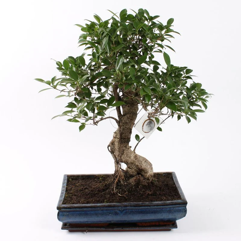 Bonsai Ficus S-Form - Image 3
