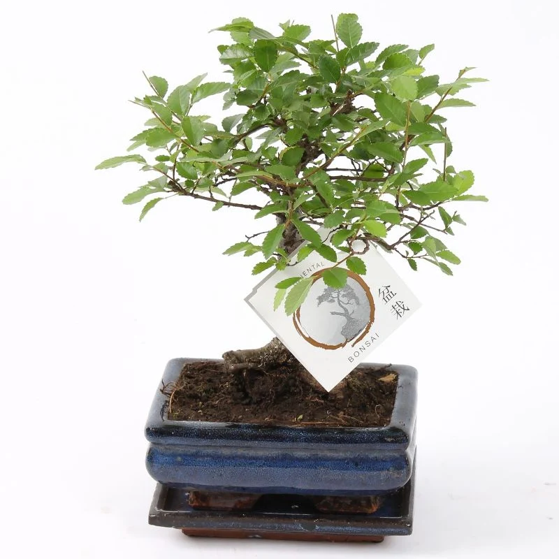 Bonsai ´Zelkova´ Kugelform
