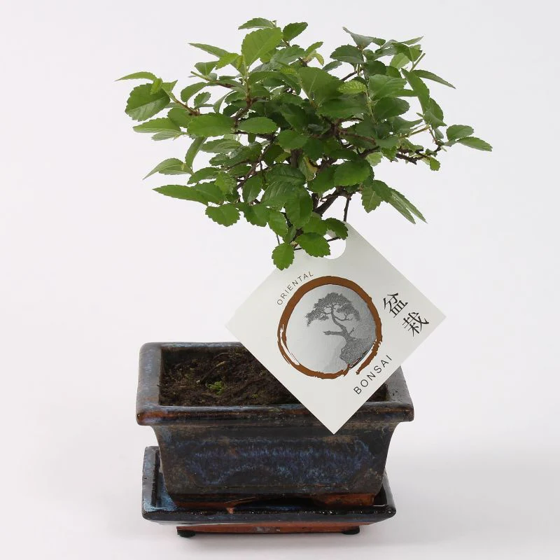 Bonsai ´Zelkova´ Kugelform - Image 2