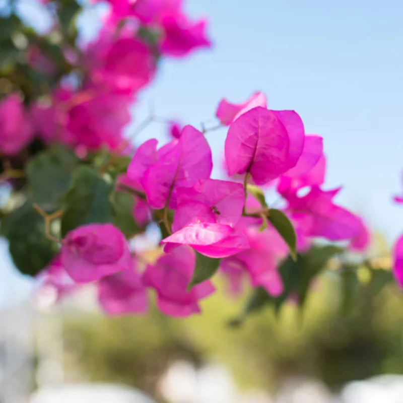 Bougainvillea Pyramide - Image 3