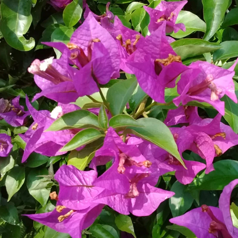 Bougainvillea Pyramide - Image 4
